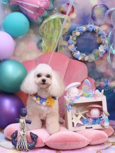 20240820シェリーちゃん